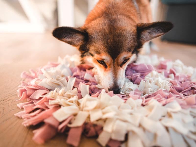 Hund mit Schnüffelteppich